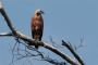 Amazonas06 - 211 * Black-collared Hawk.